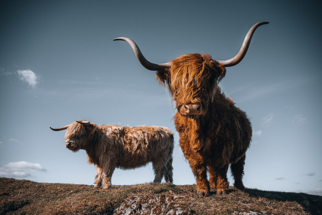 Scottish Highland Cow.
